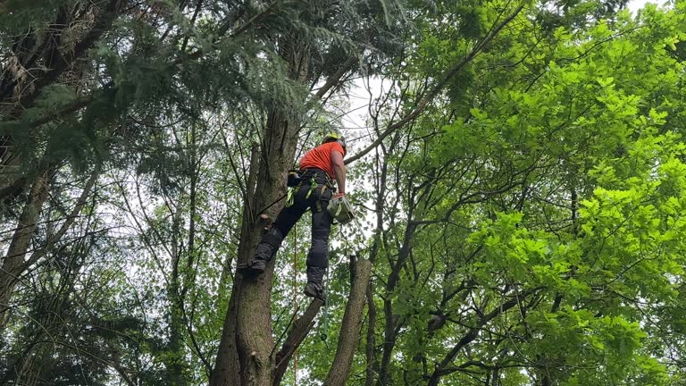 How Our Tree Care Process Works  in  Manchester, WA